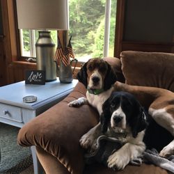 Champion K9 Services - Nellie and Annie
