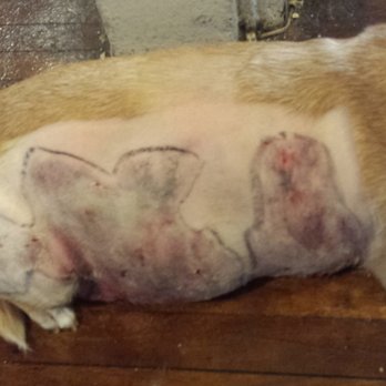 American Animal Hospital - After she was shaved Animal Medical Center in Manhattan. - Veterinarians Near Me - Queens, New York