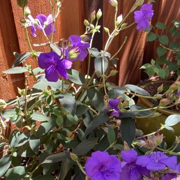Princess plant purchased at Sloat. Thriving in my yard. Princess plant purchased at Sloat. Thriving in my yard.