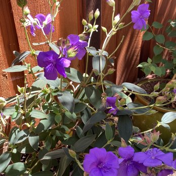Sloat Garden Center - Princess plant purchased at Sloat. Thriving in my yard. - Nurseries & Gardening Near Me - Pleasant Hill, California Sloat Garden Center - Princess plant purchased at Sloat. Thriving in my yard. - Nurseries & Gardening Near Me - Pleasant Hill, California