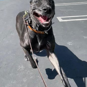 Matan Dog Training - Pet Training Near Me - Thousand Oaks, California Matan Dog Training - Pet Training Near Me - Thousand Oaks, California