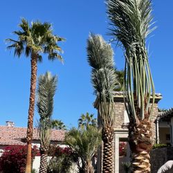 Desert Jool Farms