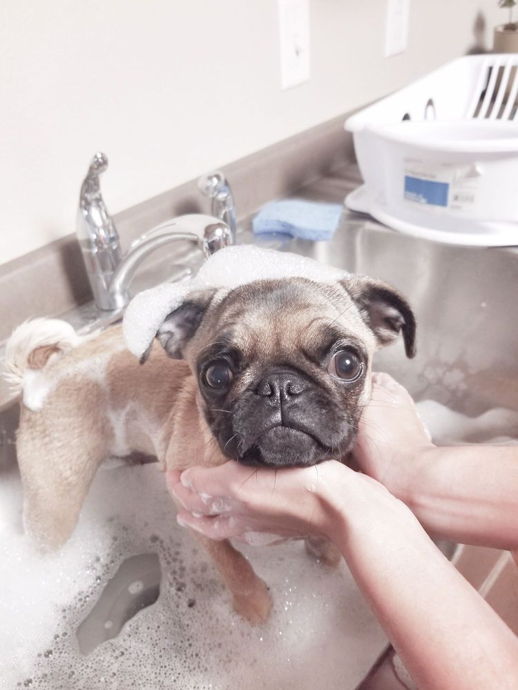 THE PET PARADE Updated September 2024 13 Photos & 14 Reviews 700