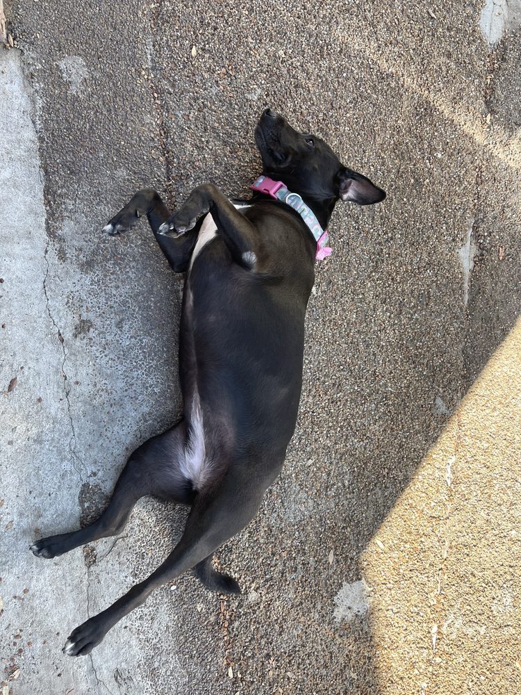 PET SET GROOMING Updated October 2024 30 Photos & 40 Reviews