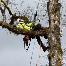Fox Hollow ArborCare - Tree trimming.
