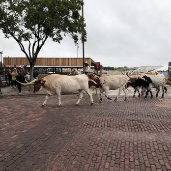 Stockyards Station - Longhorn cattle drive - Walking Tours Near Me - Fort Worth, Texas Stockyards Station - Longhorn cattle drive - Walking Tours Near Me - Fort Worth, Texas