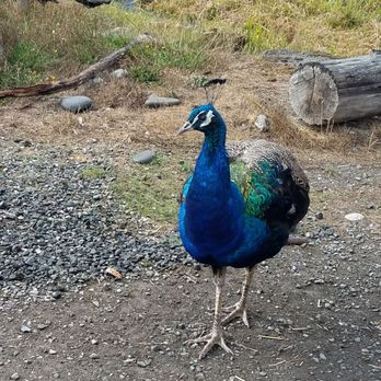 Olympic Game Farm - Zoos Near Me - Sequim, Washington
