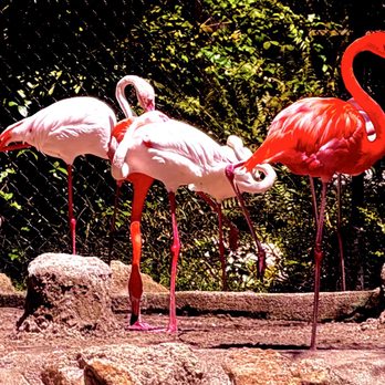 Flamingo Gardens - "The Flamingo at Flamingo Gardens" La vie en rose OuiOui. - Botanical Gardens Near Me - Davie, Florida