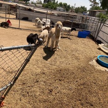 Rancho Los Fonseca - Petting Zoos Near Me - Muscoy, California Rancho Los Fonseca - Petting Zoos Near Me - Muscoy, California
