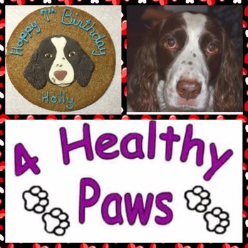 4 Healthy Paws - Custom Dog Birthday Cake #4HealthyPawsOhio - Pet Stores Near Me - Pickerington, Ohio 4 Healthy Paws - Custom Dog Birthday Cake #4HealthyPawsOhio - Pet Stores Near Me - Pickerington, Ohio
