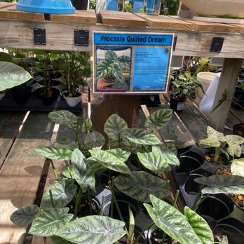 Rainbow Gardens - Everything is labeled with plant information - Nurseries & Gardening Near Me - San Antonio, Texas