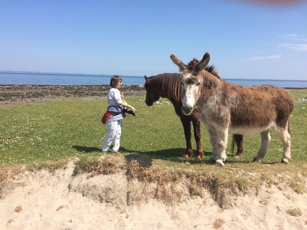 Ibello & Co - upholstery in Baltimore, MD