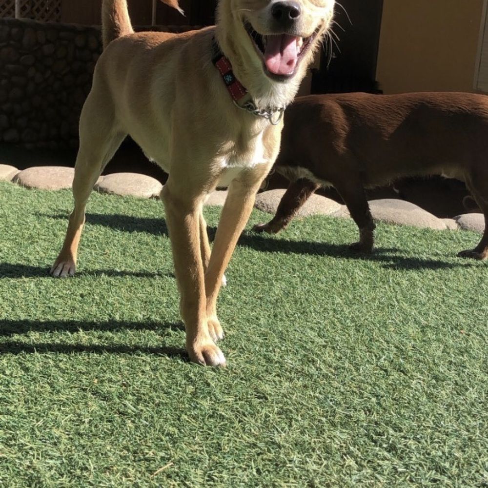 Canyon View Ranch - Pet Training Near Me - Topanga, California Canyon View Ranch - Pet Training Near Me - Topanga, California