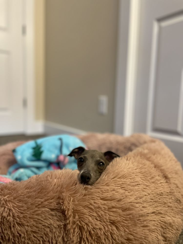 Photos of FAMILY PUPPIES Updated August 2024 110 Photos & 20