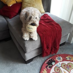 Gertie in her new home