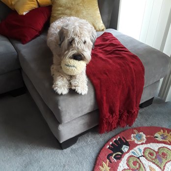 Best By Farr Dog Training - Gertie in her new home - Pet Training Near Me - Glendale, Arizona