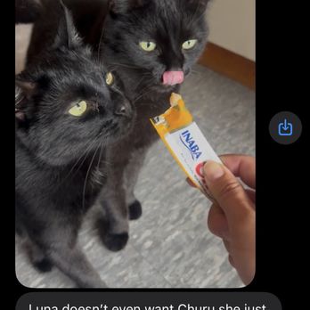 Bay Area Pet Sitter - My two kitties and Lisa giving them a treat. :) - Pet Sitting Near Me Bay Area Pet Sitter - My two kitties and Lisa giving them a treat. :) - Pet Sitting Near Me