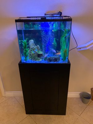 Three Little Fish by null