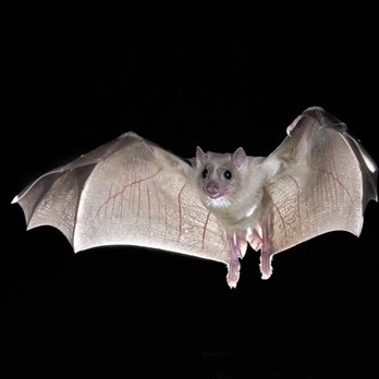PACE Wildlife Solutions of CT - Bat Removal - Pest Control Near Me PACE Wildlife Solutions of CT - Bat Removal - Pest Control Near Me
