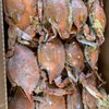 Cole’s Chesapeake Crabs gift card