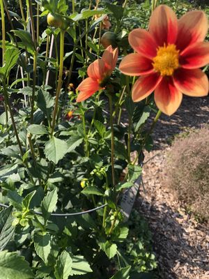 Green Animals Topiary Garden by null