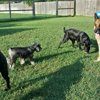 K9 Consultants - Pet Training Near Me - San Benito, Texas