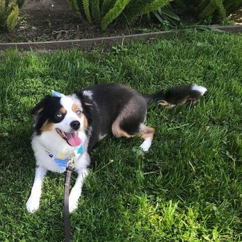 Blue Pooch - Ahri post cut. - Pet Groomers Near Me - Los Angeles, California Blue Pooch - Ahri post cut. - Pet Groomers Near Me - Los Angeles, California