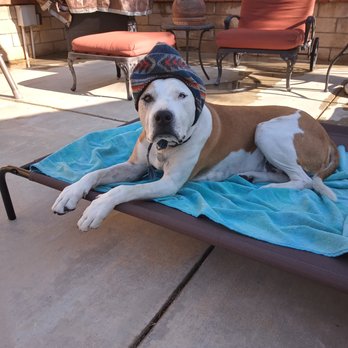 Natural Wellness for Pets - The good life - balanced body, mind and spirit! - Holistic Animal Care Near Me Natural Wellness for Pets - The good life - balanced body, mind and spirit! - Holistic Animal Care Near Me
