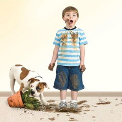 Schappel's Professional Carpet & Upholstery Cleaning
