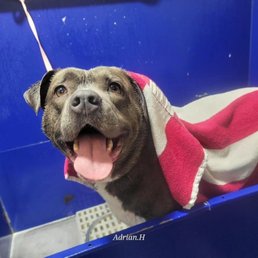 Super happy dog Super happy dog