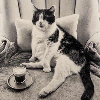 La Mattina Caffe - 10/22/23 Henry the Legendary Cat - Breakfast & Brunch Near Me - Leacock-Leola-Bareville, Pennsylvania