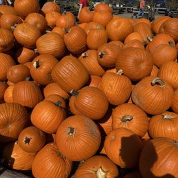 Pumpkins Pumpkins