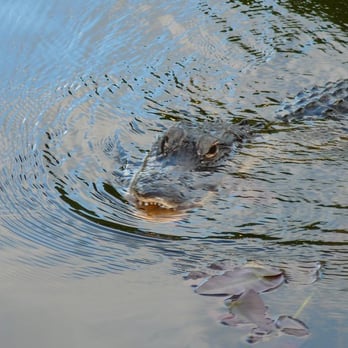 gator park - Boat Tours Near Me - Miami, Florida