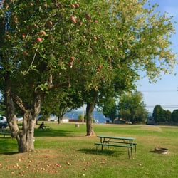 Malletts Bay Campground - Beautiful Apple tree