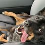 Bluebonnet Veterinary Clinic