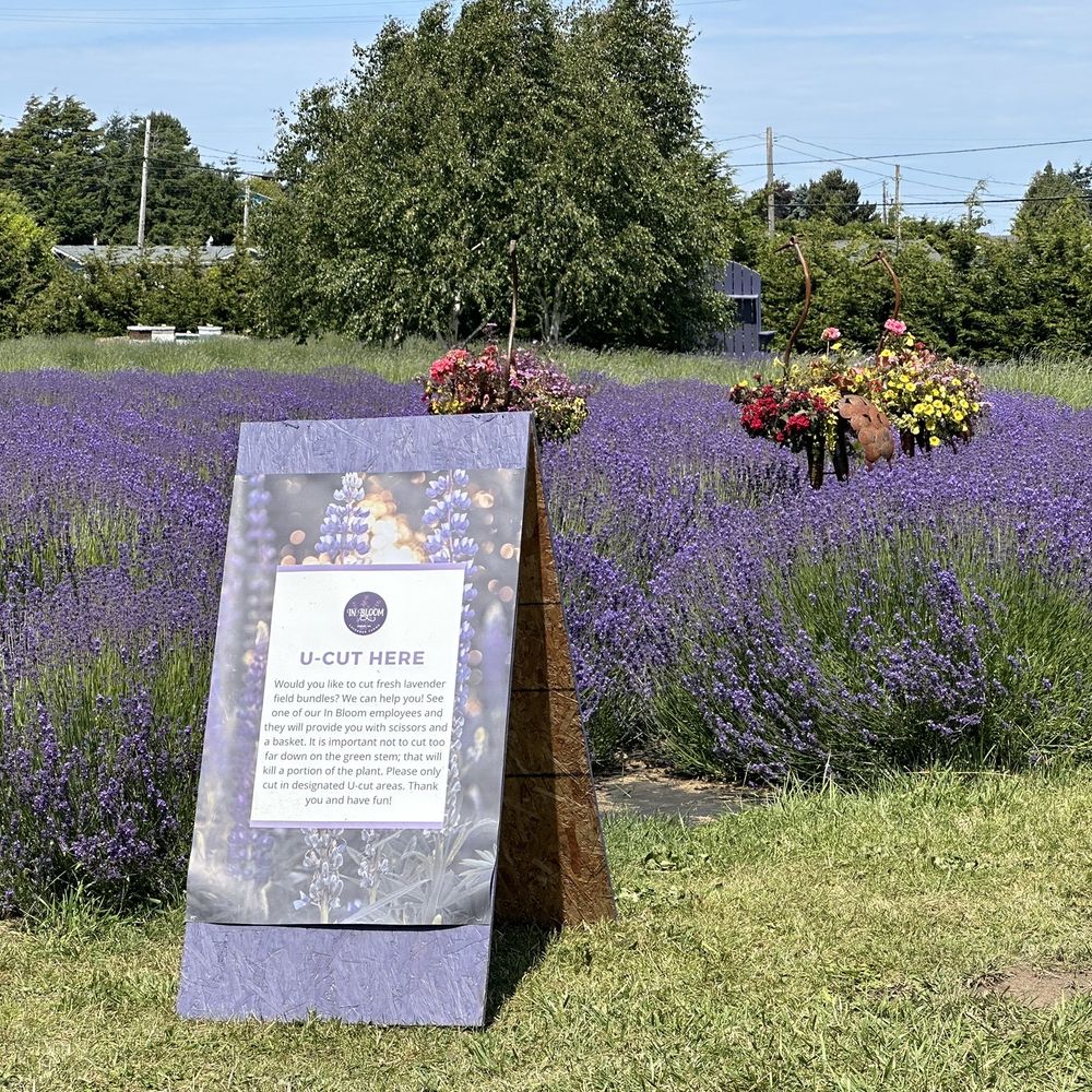 In Bloom Lavender Farms - Welcome - Attraction Farms Near Me - Sequim, Washington In Bloom Lavender Farms - Welcome - Attraction Farms Near Me - Sequim, Washington