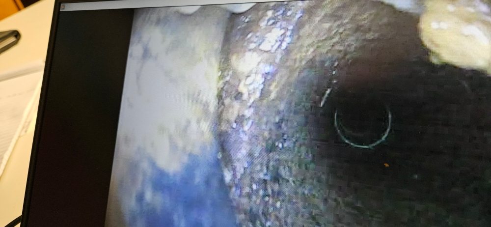 Slide of Sewer Monsters