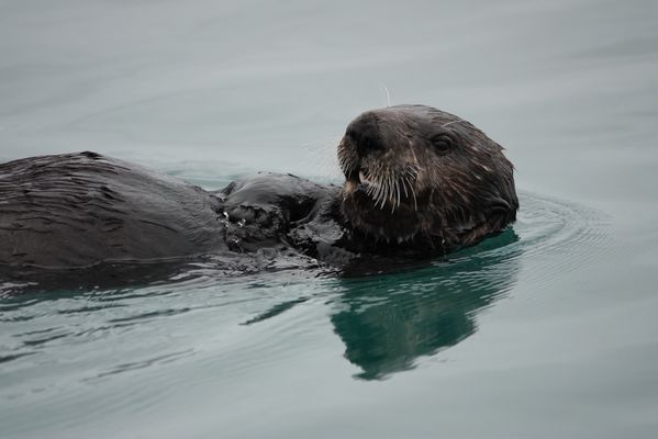 Alaskan Dream Cruises by null