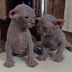 Sphynx Fuzz Peach Cattery - blue sphynx kittens