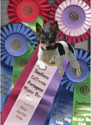 Lomita Obedience Training Club by null