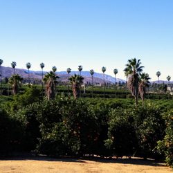 Citrus Weddings and Events - View from trail at Citrus Park