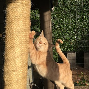 The Cat Counselor - Cristin solved all of Summer's kitten issues and she grew up to be one happy cat! - Pet Training Near Me