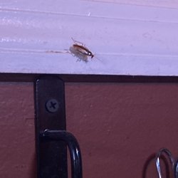 Cockroach