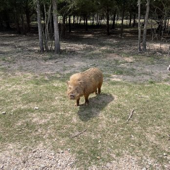 Aggieland Safari - Zoos Near Me - Bryan, Texas