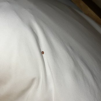 Hawaiian Inn - Bed bugs - Hotels Near Me - Daytona Beach, Florida Hawaiian Inn - Bed bugs - Hotels Near Me - Daytona Beach, Florida