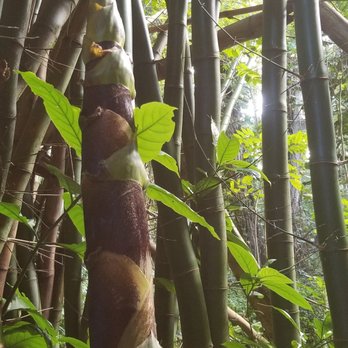Kipu Ranch Adventures - Bamboo - Tours Near Me - Lihue, Hawaii Kipu Ranch Adventures - Bamboo - Tours Near Me - Lihue, Hawaii