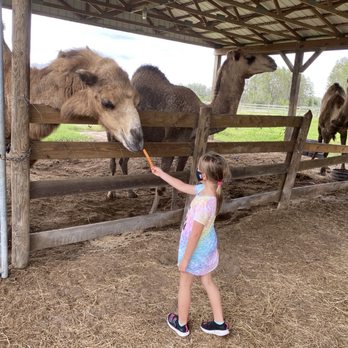 Safari Wilderness Ranch - Camel feeding - Tours Near Me - Lakeland, Florida Safari Wilderness Ranch - Camel feeding - Tours Near Me - Lakeland, Florida