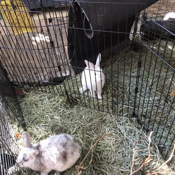 Too Many Bunnies Rabbit Rescue - Misty and marshmallow - Pet Services Near Me Too Many Bunnies Rabbit Rescue - Misty and marshmallow - Pet Services Near Me