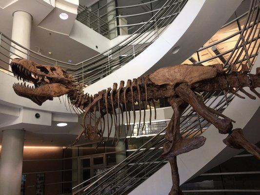 University of California Museum of Paleontology by null