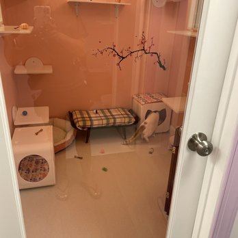 Happy Cat Hotel & Spa - Pet Boarding Near Me - Alexandria, Virginia Happy Cat Hotel & Spa - Pet Boarding Near Me - Alexandria, Virginia